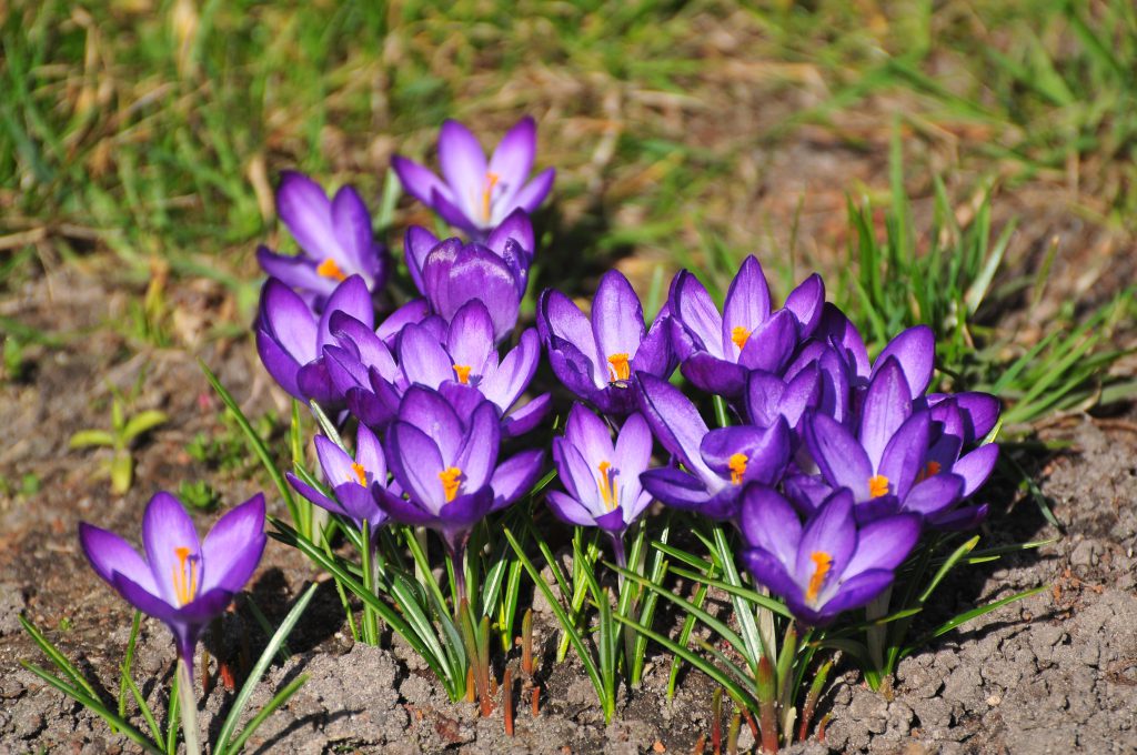jakie rośliny kwitną wiosną